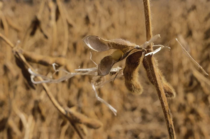 China’s Soybean Diplomacy Makes a Comeback Ahead of Biden-Xi Meeting