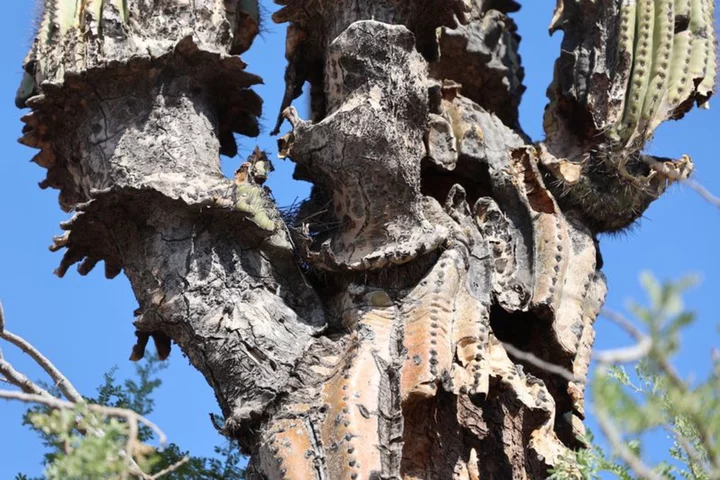 Saguaro cacti collapsing in Arizona extreme heat, scientist says