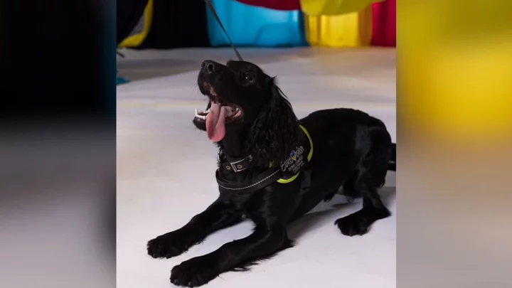 The police dogs of Eurovision have already become the stars of the show