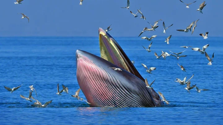 Watch Rare Drone Footage of Bryde’s Whales Feeding