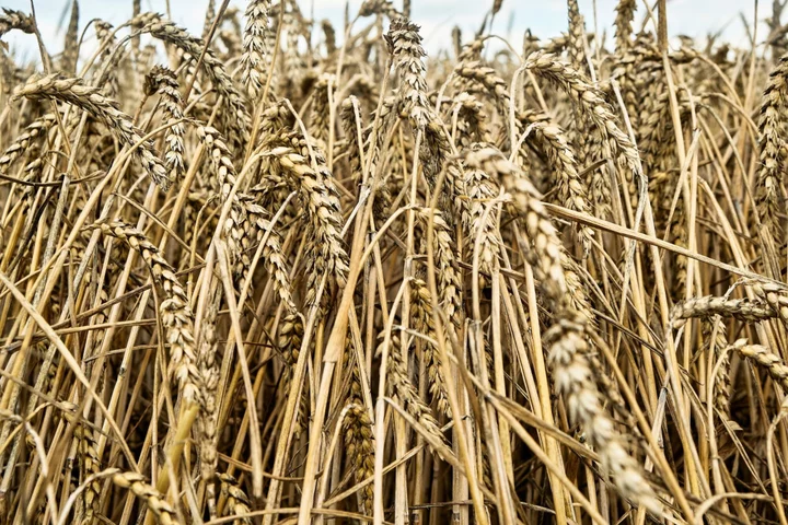 Wheat Edges Higher as Hostilities Escalate Again in Black Sea