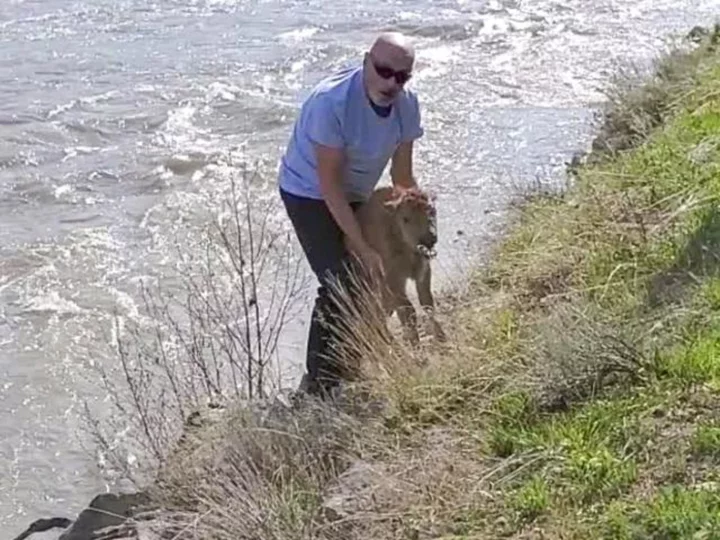 Man pleads guilty after an encounter with a bison at Yellowstone National Park led to the animal being euthanized, prosecutors say