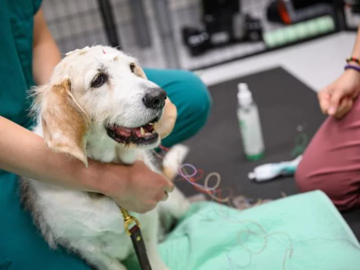 Older dogs who sleep badly may have dementia, study says