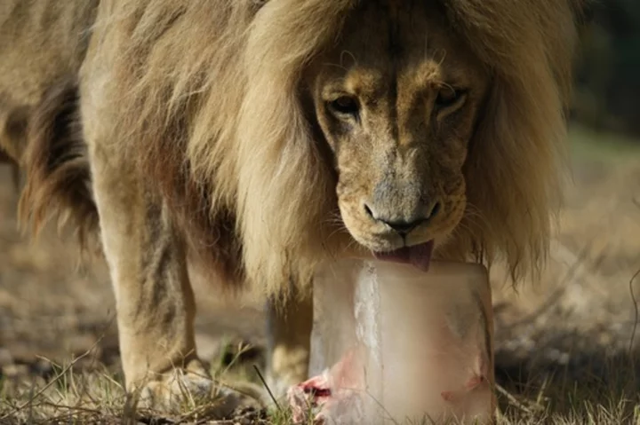 A Greek zoo serves up frozen meals to animals to help them beat the heat