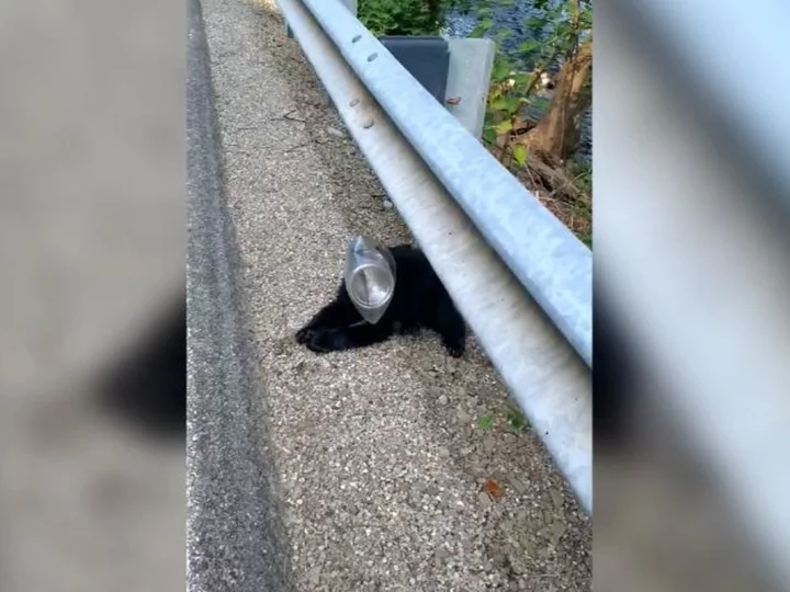 Distressed bear cub rescued after its head was trapped in a plastic container