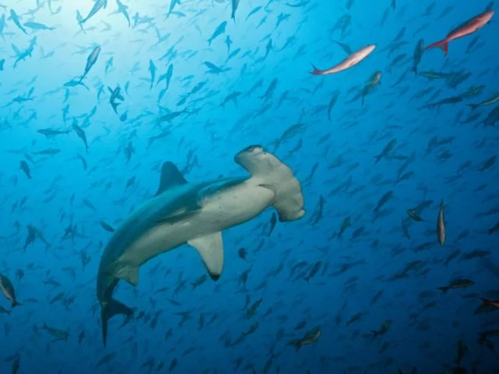 Several shark species are facing extinction. Here's how you can help