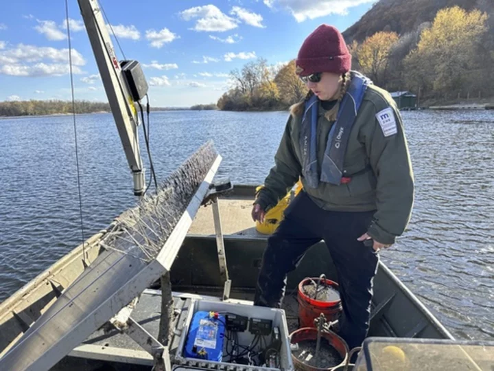 Do snitches net fishes? Scientists turn invasive carp into traitors to slow their Great Lakes push