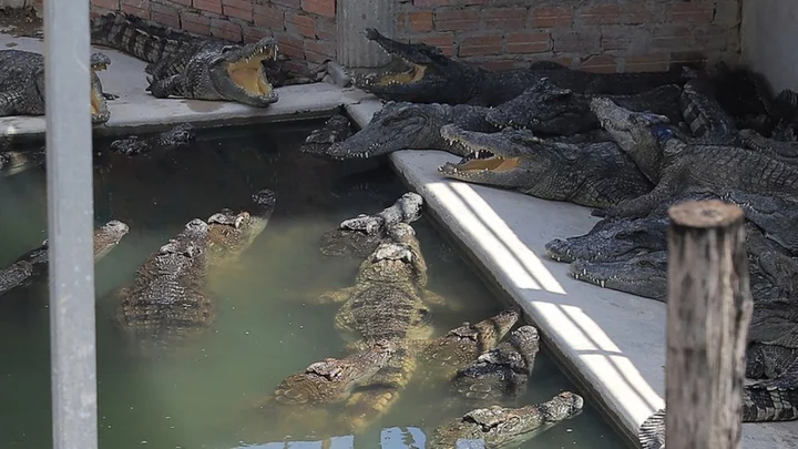 Cambodia crocodile farmer killed after falling into enclosure