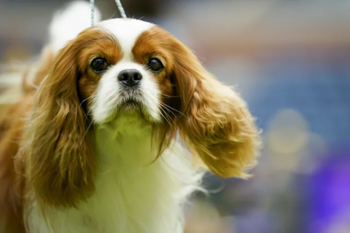 At this Westminster, King Charles is the spaniel sort