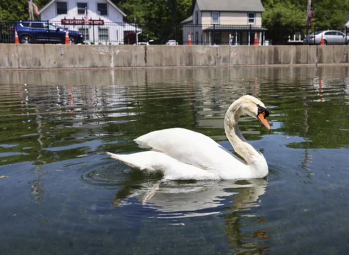 Beloved New York swan babies rescued after mother was eaten, police say