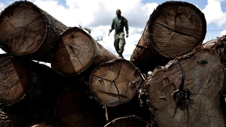 Amazon nations fall short of agreed goal to end deforestation