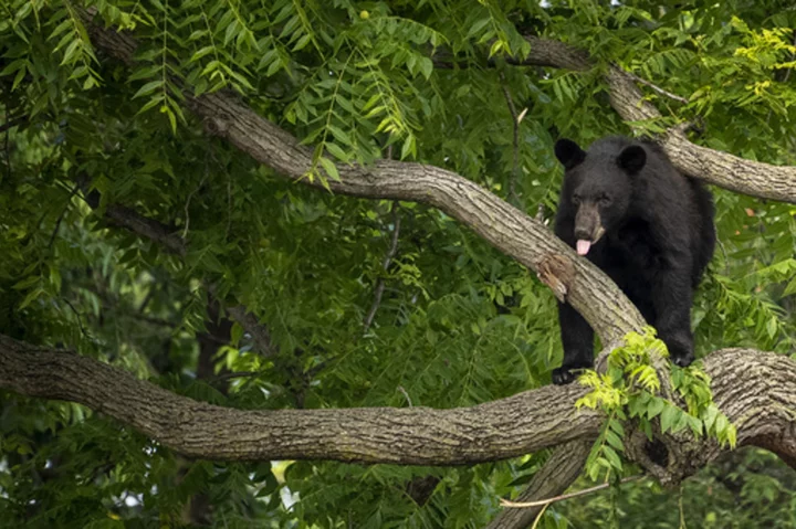 Young black bear wanders Washington D.C. neighborhood, sparking a frenzy before being captured