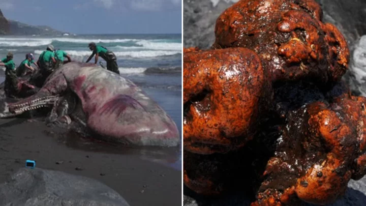 Scientists find €500,000-worth of ‘floating gold’ inside dead whale