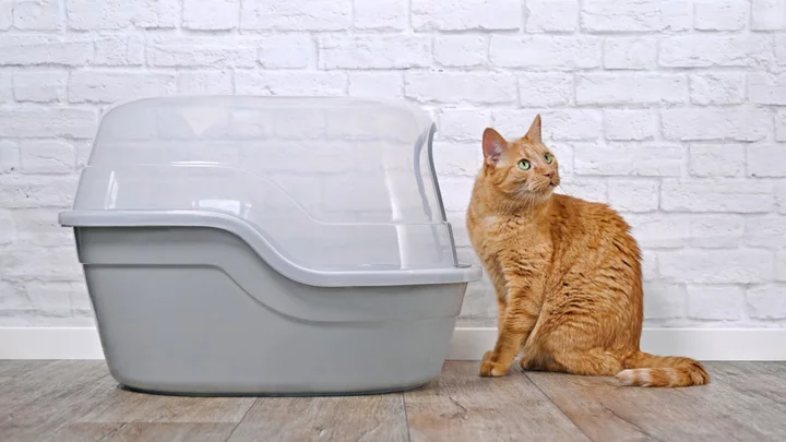 7 of the Best Cat Litter Boxes, According to Experts