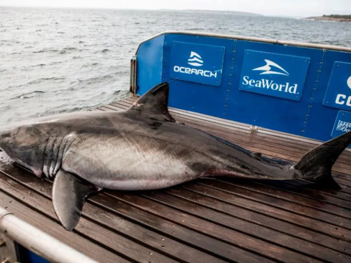 1,200-pound great white shark is swimming off the coast of South Carolina