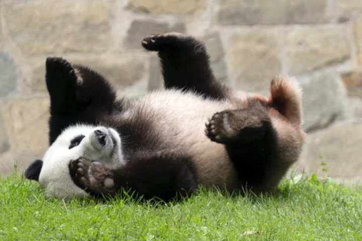 Chinese president signals more pandas will be coming to the United States