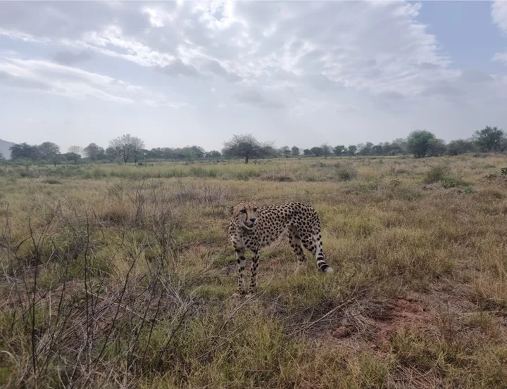 Cheetahs in Kuno: Is India's effort to reintroduce the big cat facing a crisis?