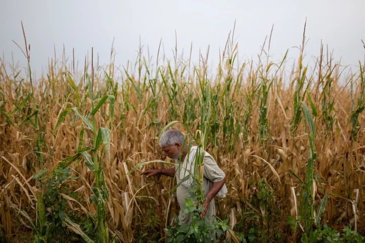 Top India Economic Adviser Plays Down Impact of Weaker Monsoon