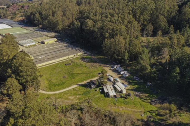 California mushroom farms cited for workplace safety violations after January fatal shootings