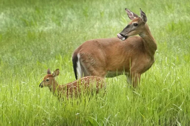 Maine and Massachusetts are the last states to keep bans on Sunday hunting. That might soon change