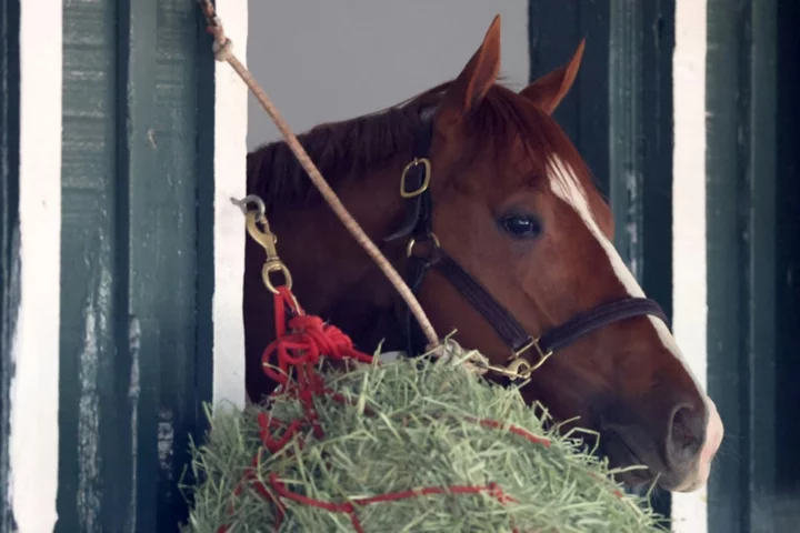 Horse safety in spotlight as Derby-winner Mage goes for Preakness