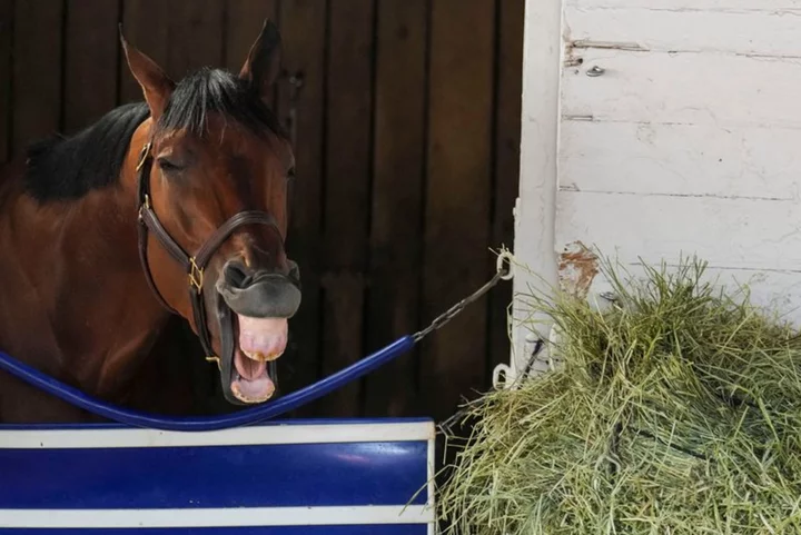 Horse racing-'Safety comes above all,' Breeders' Cup CEO says following horse death