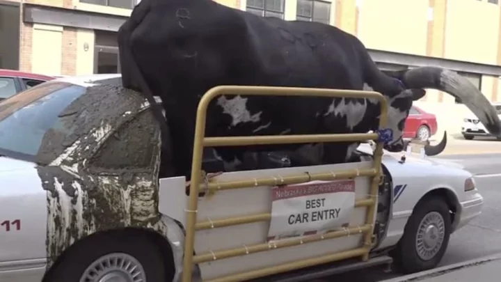 Nebraska Man Gets Ticket For Driving Around With Giant Watusi Bull in Passenger Seat(s)