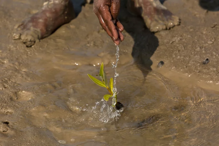 AstraZeneca to Fight Deforestation With 200 Million Trees: The London Rush