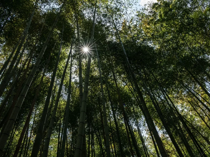 Indian Refiner Seeks First Ethanol From Bamboo as Demand Swells