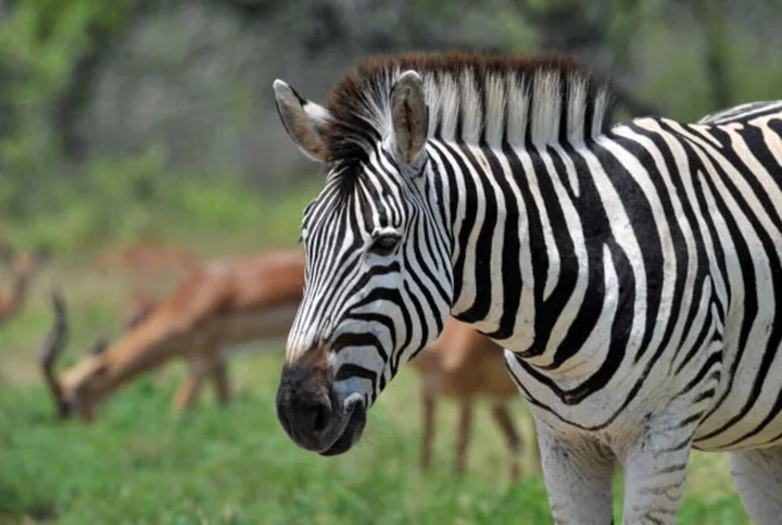 South Africa Bids to Put Zebra Meat on International Menus