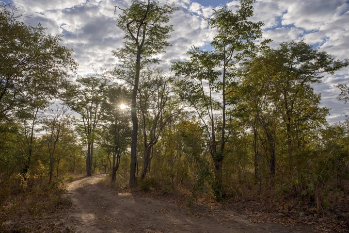 Global Carbon Market in Turmoil After Zimbabwe Grabs Offset Money