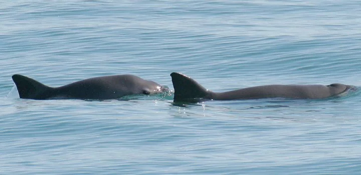 Extinction alert issued for Mexico's threatened vaquita porpoise