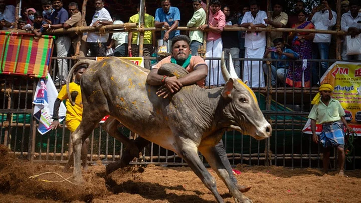 Jallikattu: Supreme Court upholds validity of Tamil Nadu law allowing bull-taming sport