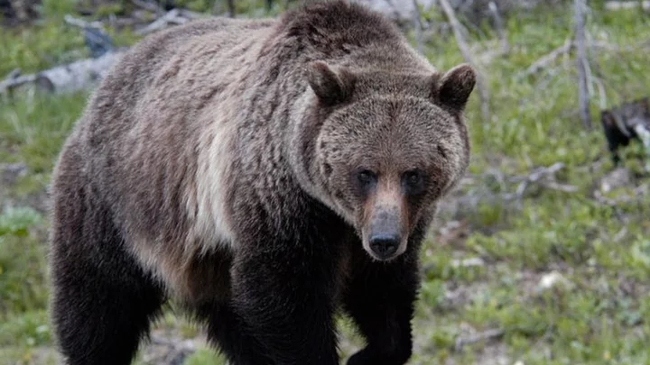 Kansas woman killed by grizzly bear was 'beautiful free spirit', says mother