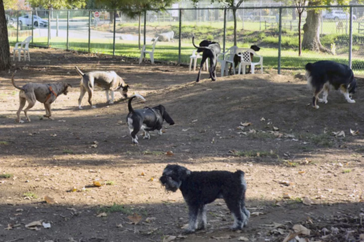 Dogs are coming down with an unusual respiratory illness in several US states