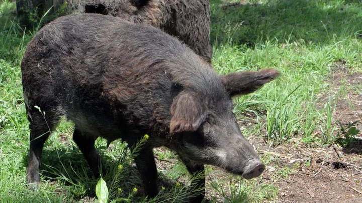 Nuclear weapons testing cause of radioactivity in wild boars, study says